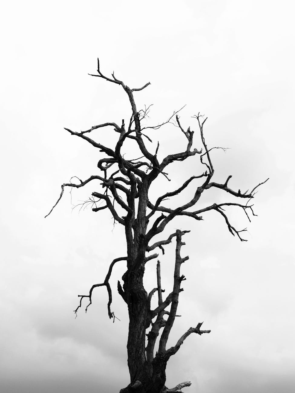 black and white black and white branches cloudy