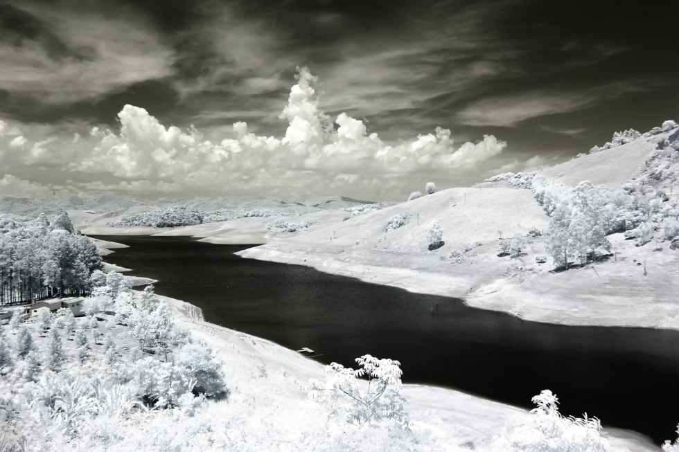 snow covered trees photo